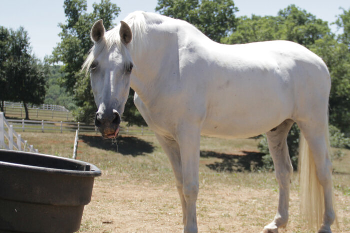 Gray horse at water trough